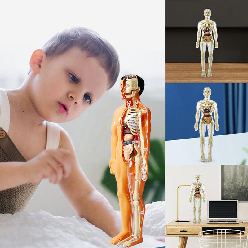 3d corpo umano torso modello per bambino anatomia modello scheletro